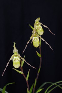 Phragmipedium richteri Hong Le HCC/AOS 77 pts.